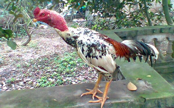 gà ngũ sắc chân trắng-2