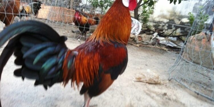 gà tre đá cựa hay-2