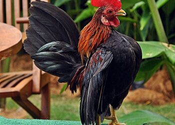 gà tre đẹp nhất-da-ga-1