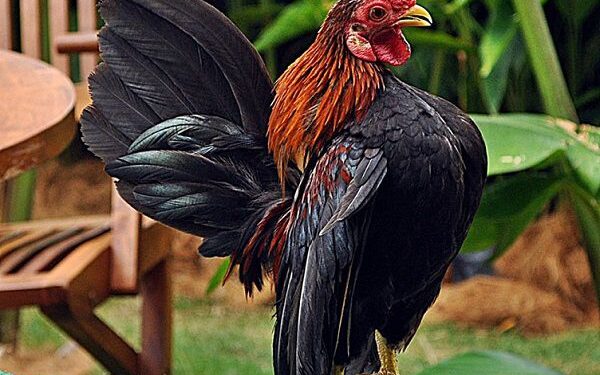 gà tre đẹp nhất-da-ga-1