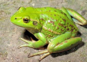 mơ thấy Con nhái-3