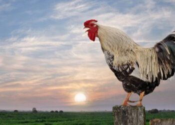 Cách nuôi gà đá có lực sung sức, bền bỉ, dẻo dai