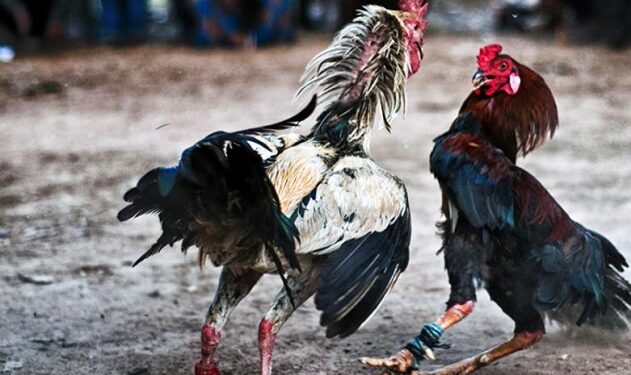 Gà không chịu đá – Nguyên nhân và cách chữa trị