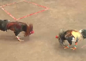 Kinh nghiệm chơi đá gà mạng tỉ lệ thắng cao