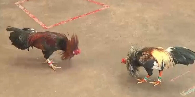 Kinh nghiệm chơi đá gà mạng tỉ lệ thắng cao