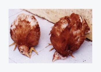 Bệnh Niu-cát-xơn và cách phòng trị bệnh này cho gà?