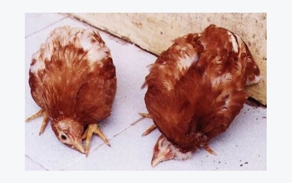 Bệnh Niu-cát-xơn và cách phòng trị bệnh này cho gà?