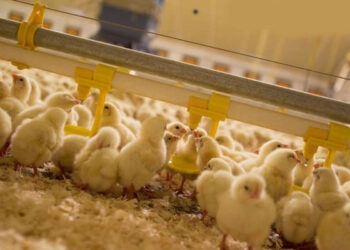 Các bệnh thường gặp ở gà con, người nuôi gà cần biết