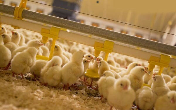 Các bệnh thường gặp ở gà con, người nuôi gà cần biết