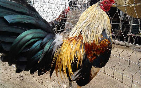 Hướng dẫn cách nuôi gà đá bo lớn dành cho sư kê