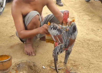 Bỏ túi cách pha nghệ cho gà đá săn da – chắc thịt