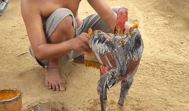 Bỏ túi cách pha nghệ cho gà đá săn da – chắc thịt