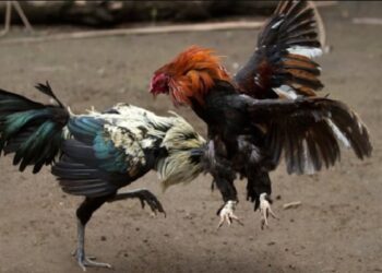 Kỹ thuật chơi đá gà online bạn đã biết chưa?