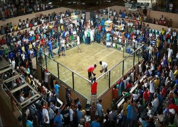 Đá gà ăn tiền trực tuyến “Hot” nhất tại M8Win