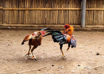 Kinh nghiệm đá gà cựa sắt ở Việt Nam “bất bại”