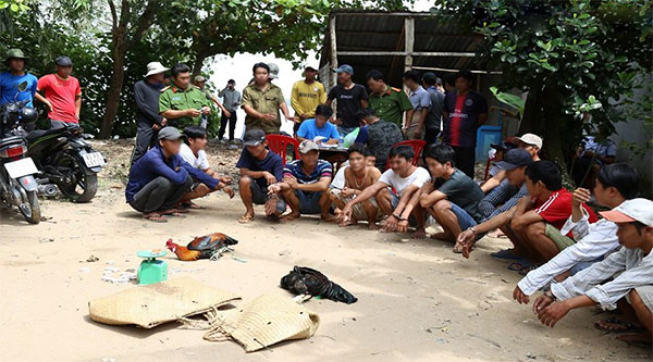 Khó khăn của sư kê chơi đá gà truyền thống