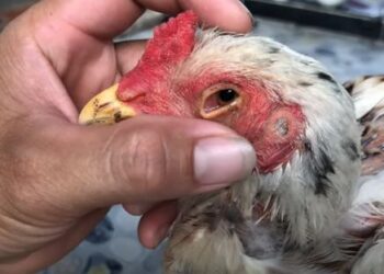 Những điều cần biết về bệnh đau mắt ở gà