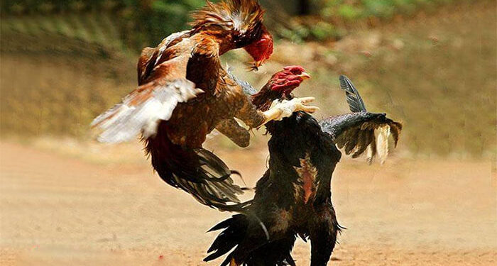 Kinh nghiệm đá gà cựa sắt sư kê quan tâm nhất