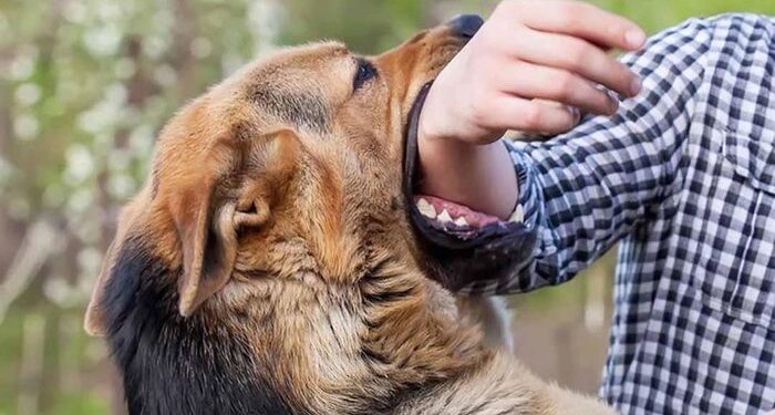 Mơ bị chó cắn đánh đề con gì? – Giải mã giấc chiêm bao gặp chó cắn