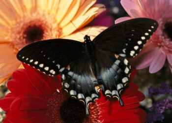 Ý nghĩa giấc mơ thấy bươm bướm, đánh đề số mấy?