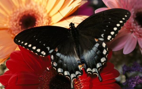 Ý nghĩa giấc mơ thấy bươm bướm, đánh đề số mấy?