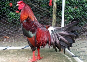 Cách nuôi gà đá cựa sắt tới pin