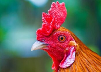 Chia sẻ cách nuôi gà đá, kỹ thuật chăn nuôi gà đá cho anh em