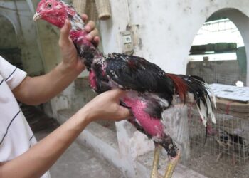 Kinh nghiệm cho sư kê mới vào nghề nuôi đá gà cựa sắt