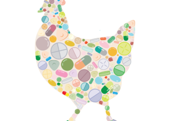 7 bệnh thường gặp và cách phòng, chữa bệnh cho gà