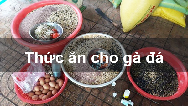 Chế độ ăn uống