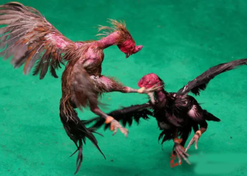 Xem đá gà cựa sắt ở Thái Lan có gì hấp dẫn?