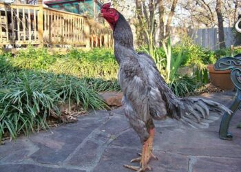 Cách xem màu mạng gà đá cựa sắt chuẩn xác