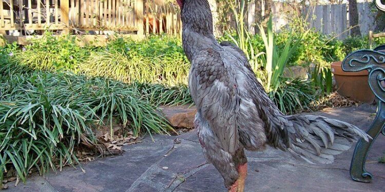 Cách xem màu mạng gà đá cựa sắt chuẩn xác