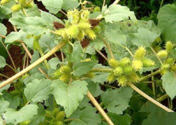 Các bài thuốc dân gian trị bệnh cho gà khỏi 99,99%