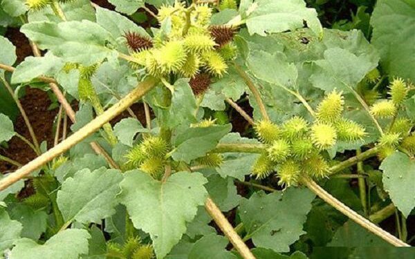 Các bài thuốc dân gian trị bệnh cho gà khỏi 99,99%