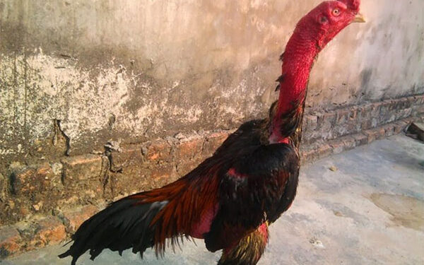 Cách làm da gà chọi đỏ, dày lên và săn chắc