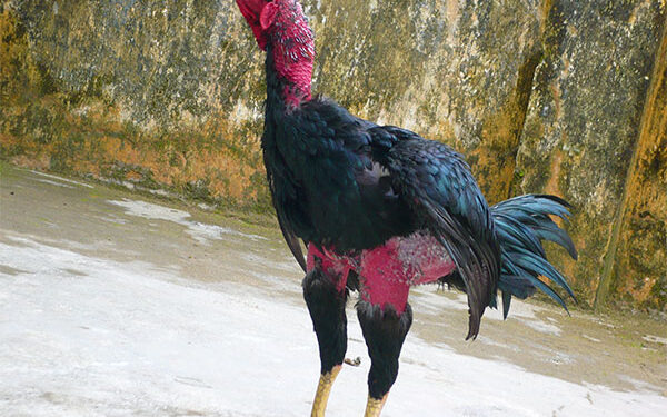 Cách nuôi gà đá bằng thuốc giúp gà hăng máu