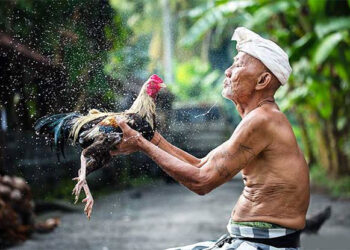 Cách tắm cho gà chọi, gà đá sạch sẽ, lông bóng mượt