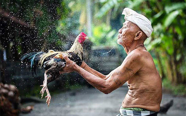 Cách tắm cho gà chọi, gà đá sạch sẽ, lông bóng mượt