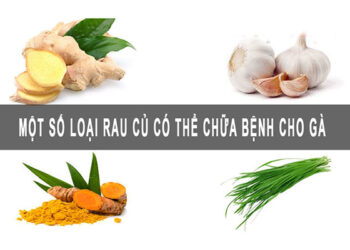 Mẹo chữa bệnh gà bằng thuốc nam tốt nhất