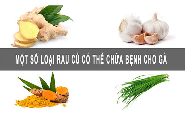 Mẹo chữa bệnh gà bằng thuốc nam tốt nhất