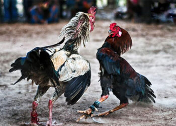 Cách nuôi gà đá bị rót trở thành gà “ĐÁ SUNG”