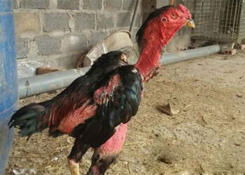 Cách chữa gà chọi đi ngoài không thể bỏ qua