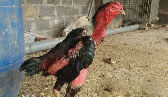 Cách chữa gà chọi đi ngoài không thể bỏ qua
