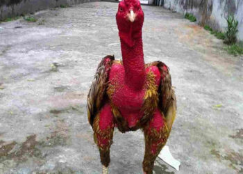 Cách giảm cân cho gà chọi anh em sư kê nên biết để áp dụng