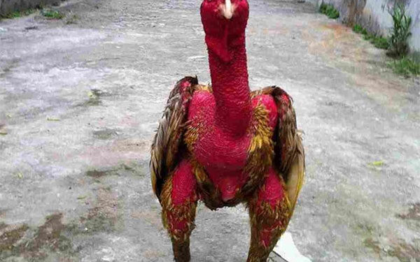 Cách giảm cân cho gà chọi anh em sư kê nên biết để áp dụng