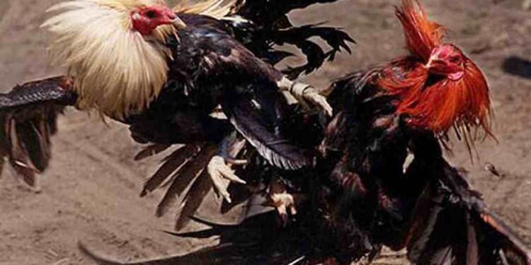 Những đòn đá chết gà khiến anh em sư kê rất quan tâm