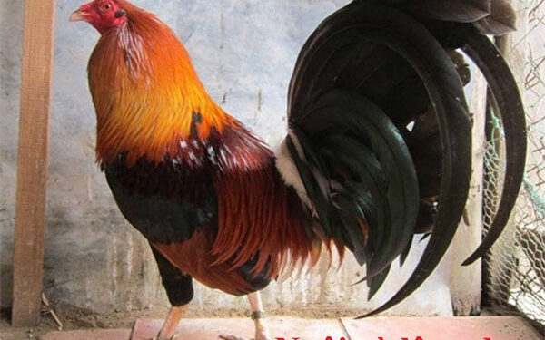 Nuôi gà lông đẹp với nguyên liệu dễ tìm