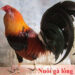 Nuôi gà lông đẹp với nguyên liệu dễ tìm