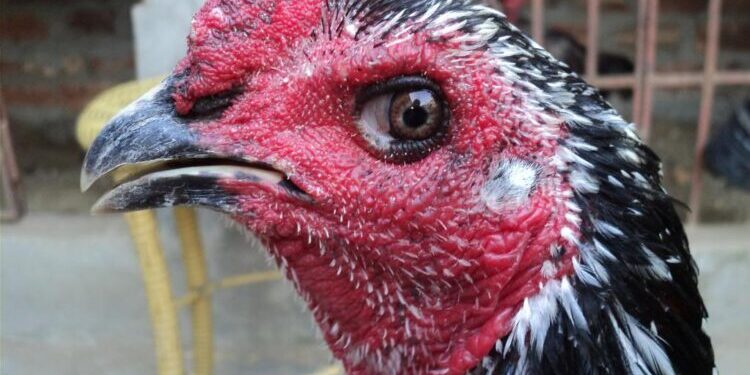 Cách xem mắt gà chọi hay chọn chiến kê sát thủ